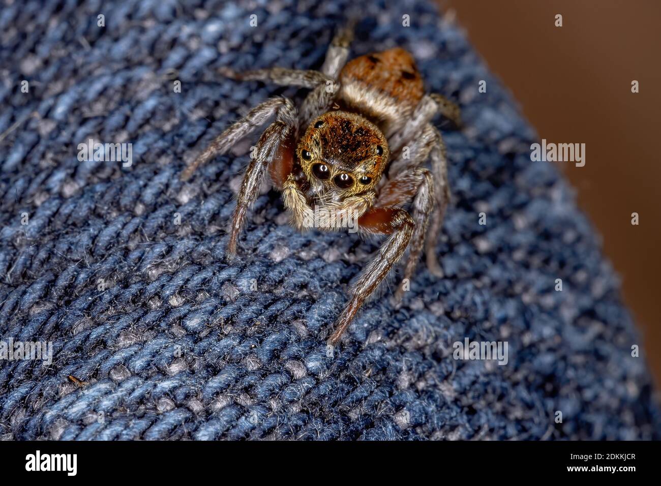 Adanson's House Jumping Spider of the species Hasarius adansoni Stock Photo