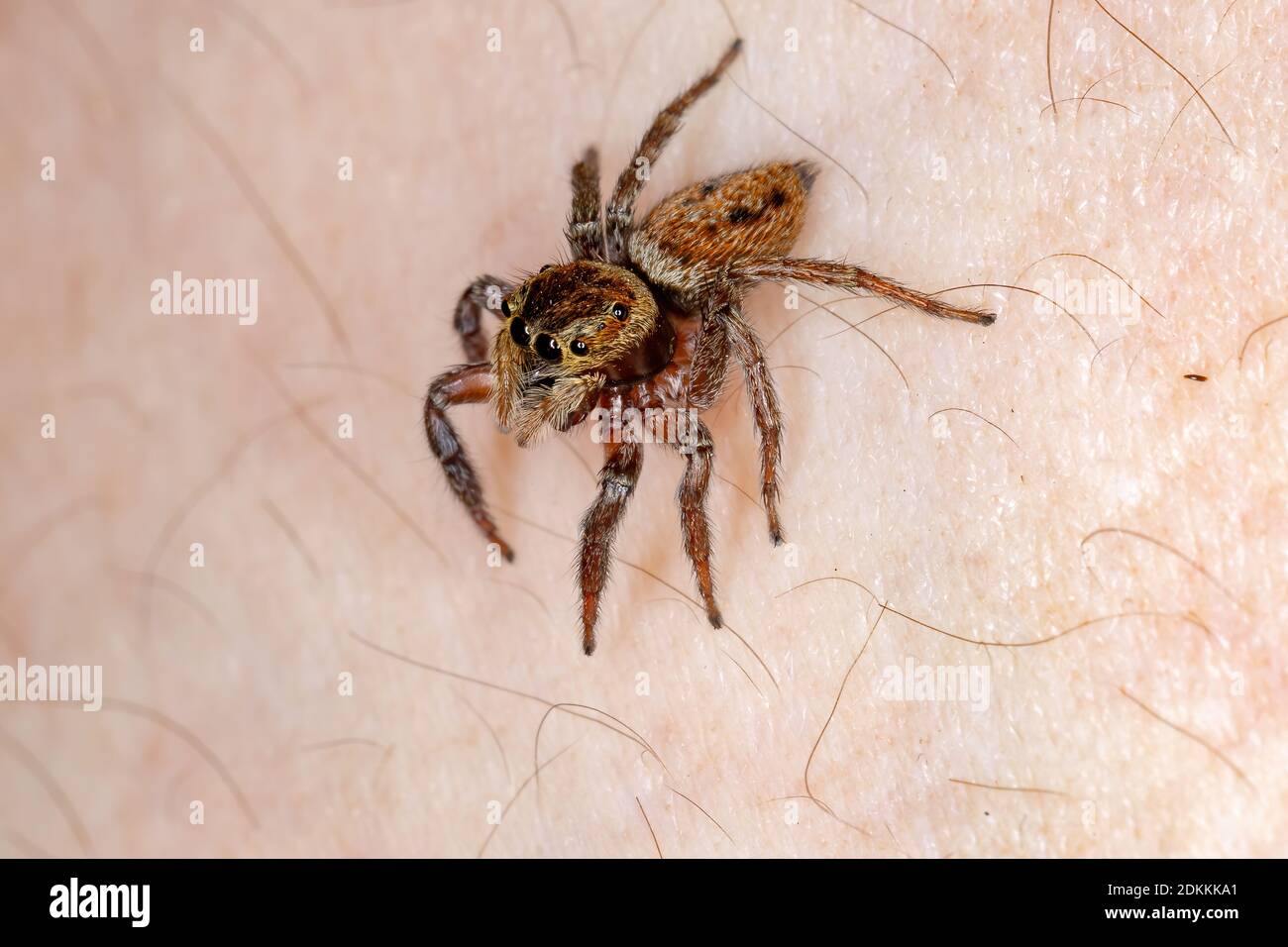 Adanson's House Jumping Spider of the species Hasarius adansoni Stock Photo