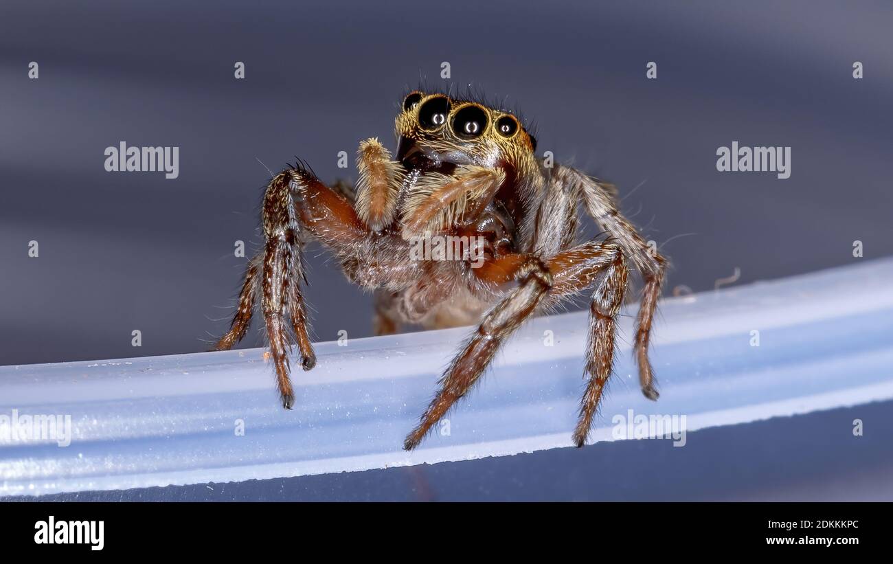 Adanson's House Jumping Spider of the species Hasarius adansoni Stock Photo