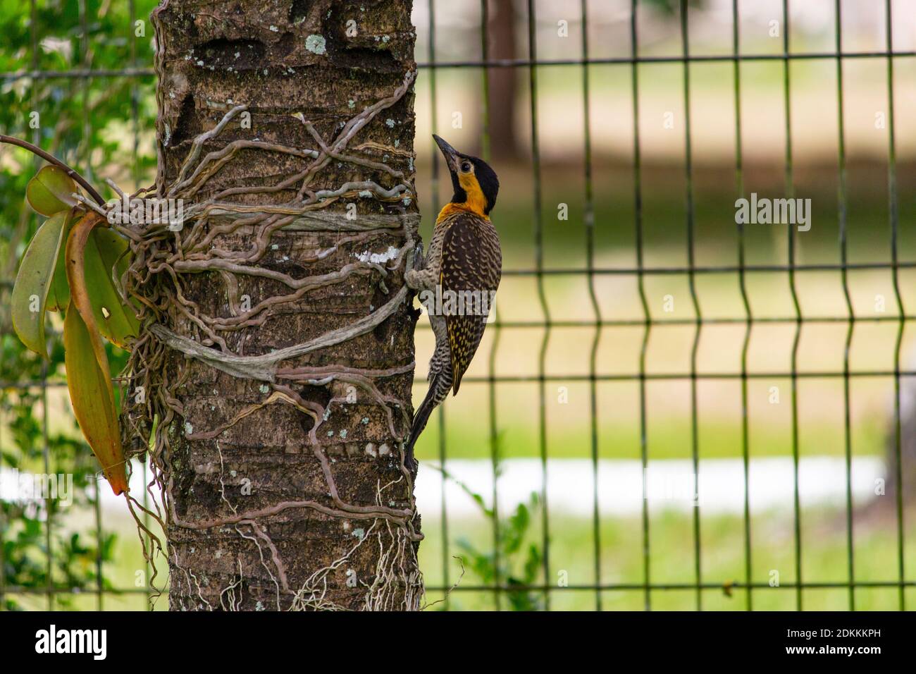 A Campo Flicker (Colaptes campestris) catching bugs on a coconut tree Stock Photo