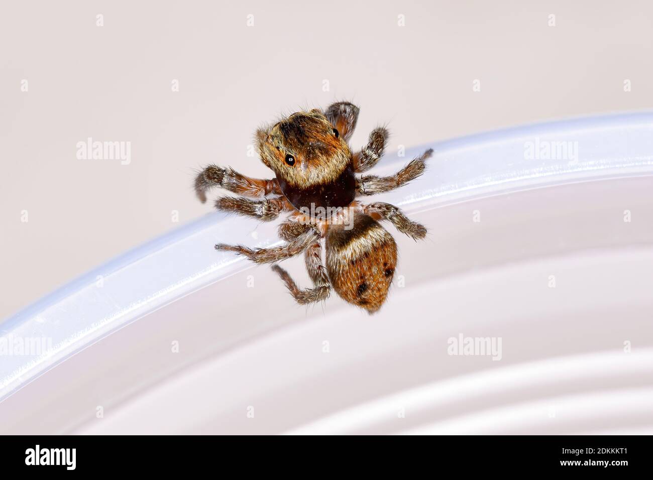 Adanson's House Jumping Spider of the species Hasarius adansoni Stock Photo