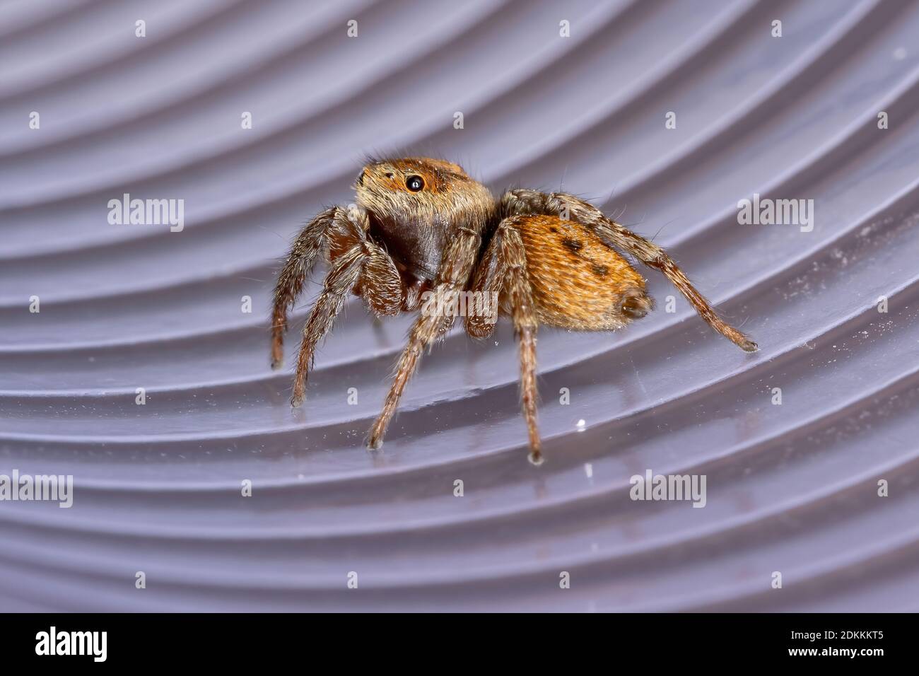 Adanson's House Jumping Spider of the species Hasarius adansoni Stock Photo