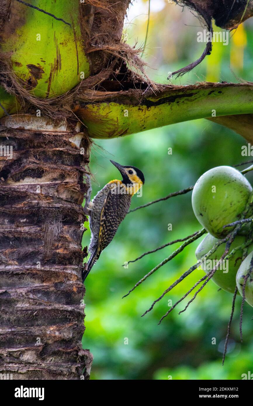 A Campo Flicker (Colaptes campestris) catching bugs on a coconut tree Stock Photo