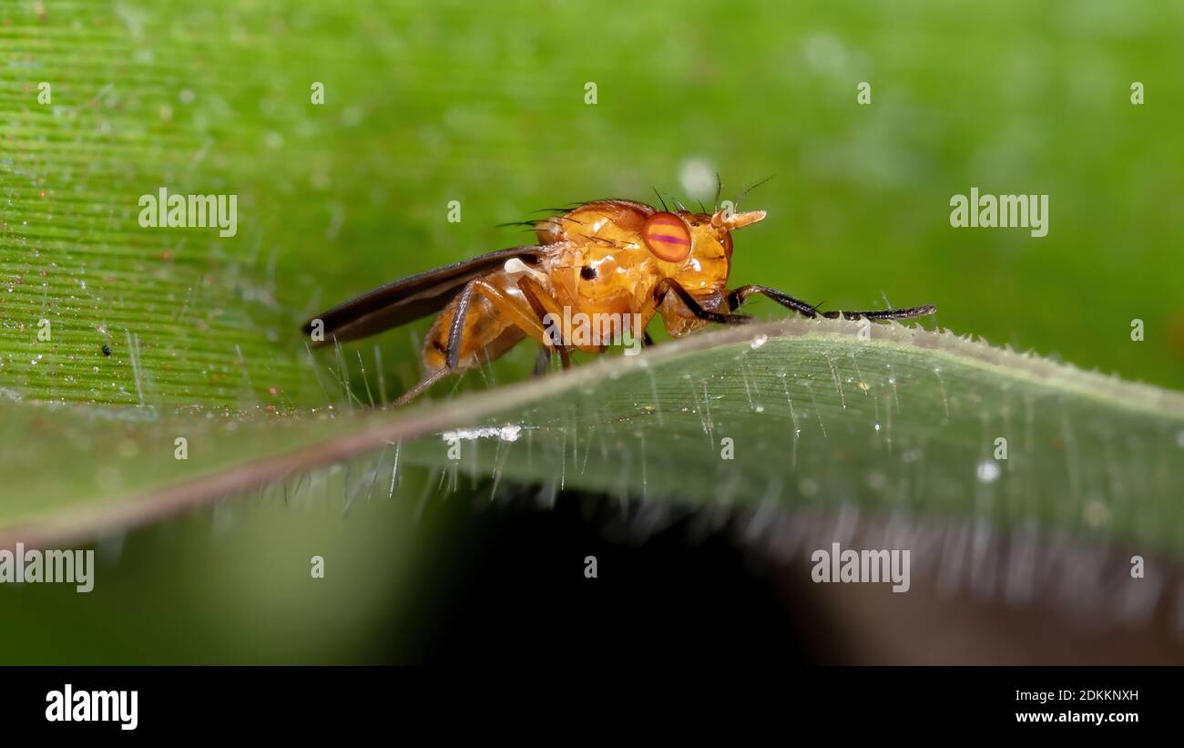 Lauxaniid Fly of the Family Lauxaniidae Stock Photo Alamy