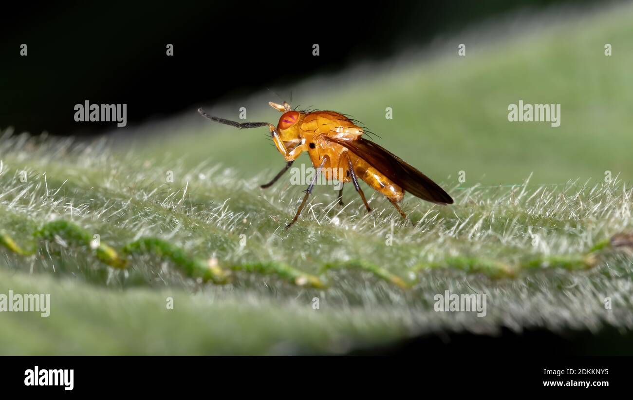 Lauxaniid Fly of the Family Lauxaniidae Stock Photo Alamy