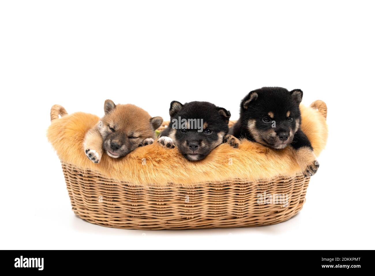 Black And Tan Shiba Inu High Resolution Stock Photography And Images Alamy Black And Tan Shiba Inu High Resolution Stock Photography And Images Alamy