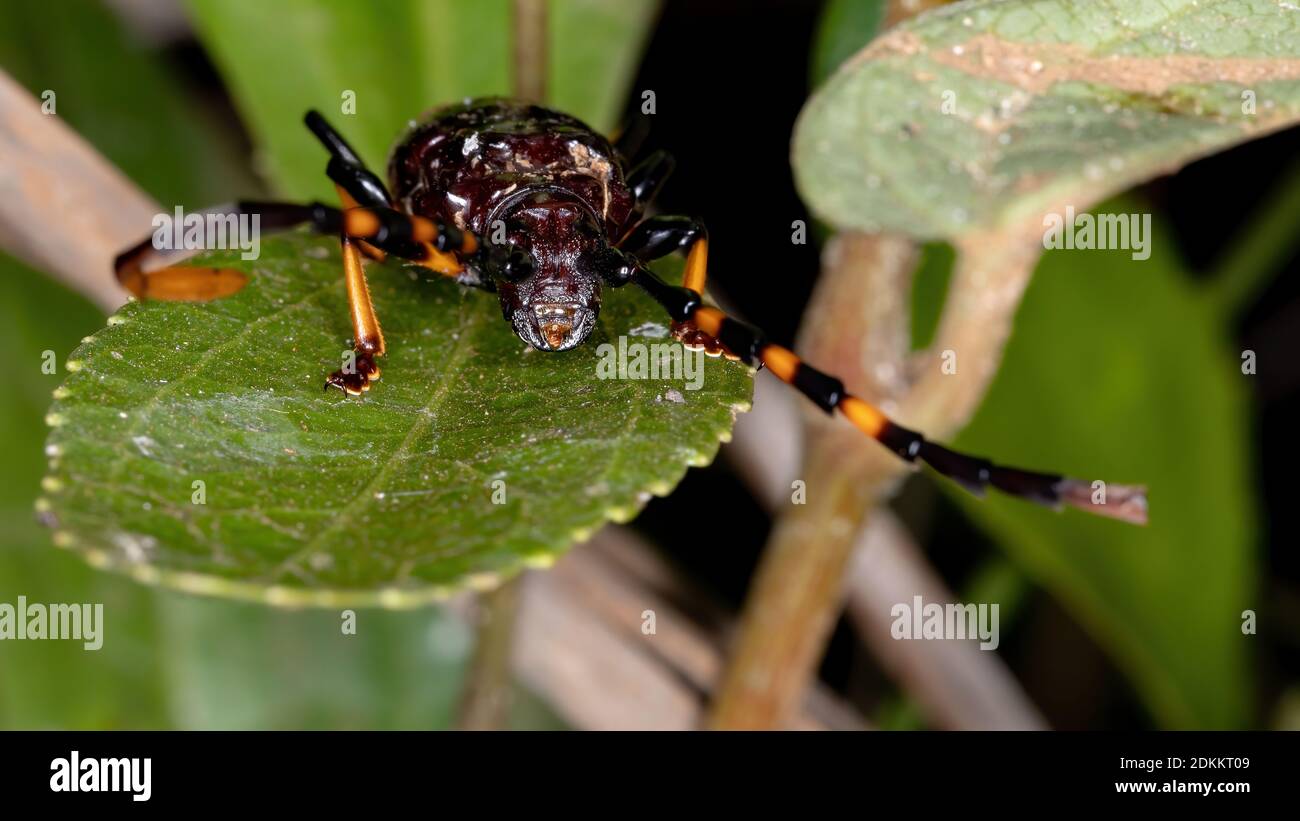 Typical Longhorn Beetle of the species Trachyderes succinctus Stock Photo