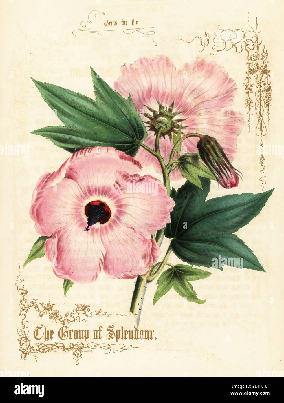 Pink hibiscus flowers and foliage. The Group of Splendour. Hand-coloured lithograph with gold calligraphy by Paul Jerrard from his own Gems for the Drawing Room, Paul Jerrard, 111 Fleet Street, London, 1852. Jerrard was a Victorian lithographer and print colourer active in London. Stock Photo