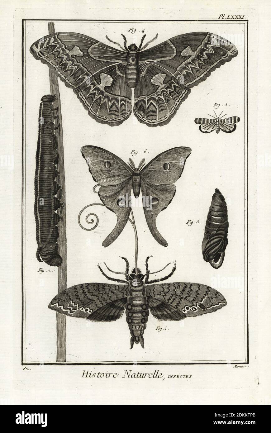 Giant sphinx, Cocytius antaeus 1, larva 2, pupa 3, Rothschildia aurota 4, Luna moth, Actias luna 6. Grande sphinx 1, Phalene a miroir 4. Copperplate engraving by Antonio Baratti after Francois-Nicolas Martinet after Maria Sibylla Merian from Denis Diderot and Jean le Rond d’Alembert’s Encyclopedie, Histoire Naturelle (Encyclopedia: Natural History), Livourne, 1774. Francois-Nicolas Martinet (1731-1800) was a French draftsman and engraver. Stock Photo