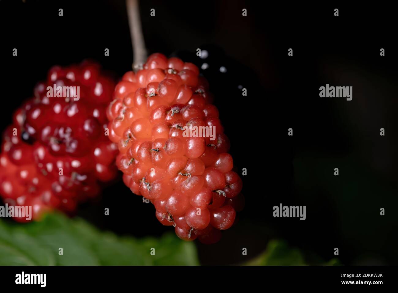 Mulberry plant of the genus Morus in macro view Stock Photo