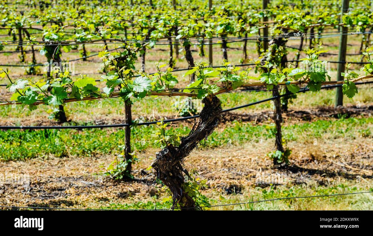 Close-up of grape vines in rows in vineyard. Stock Photo