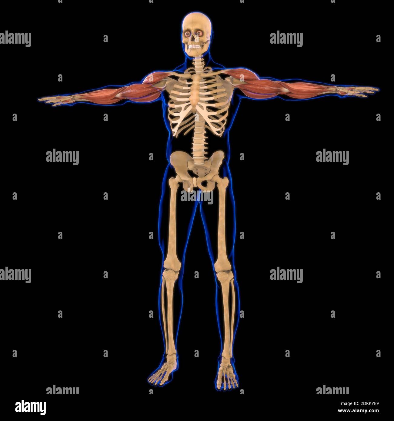 Arm Muscle Anatomy For Medical Concept 3D Illustration Stock Photo - Alamy