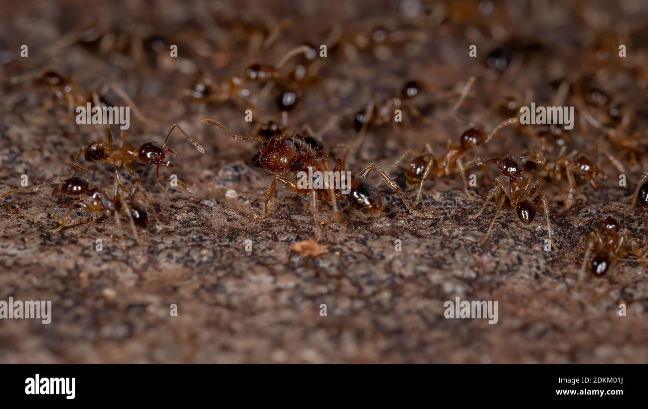 Big Headed Ants Of The Genus Pheidole Stock Photo Alamy Big headed ants of the genus pheidole stock photo alamy