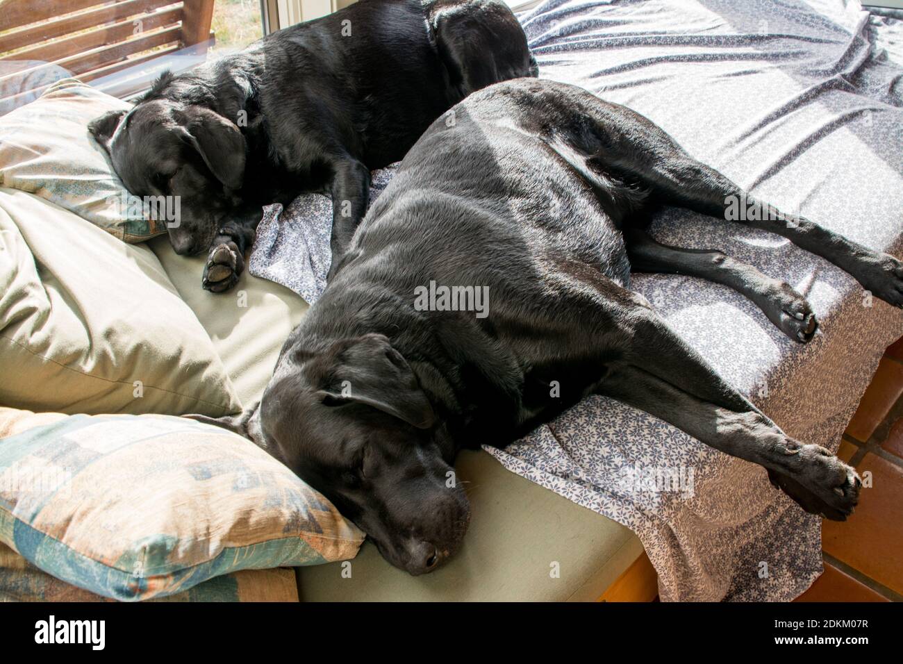 Can Two Dogs Share A Bed