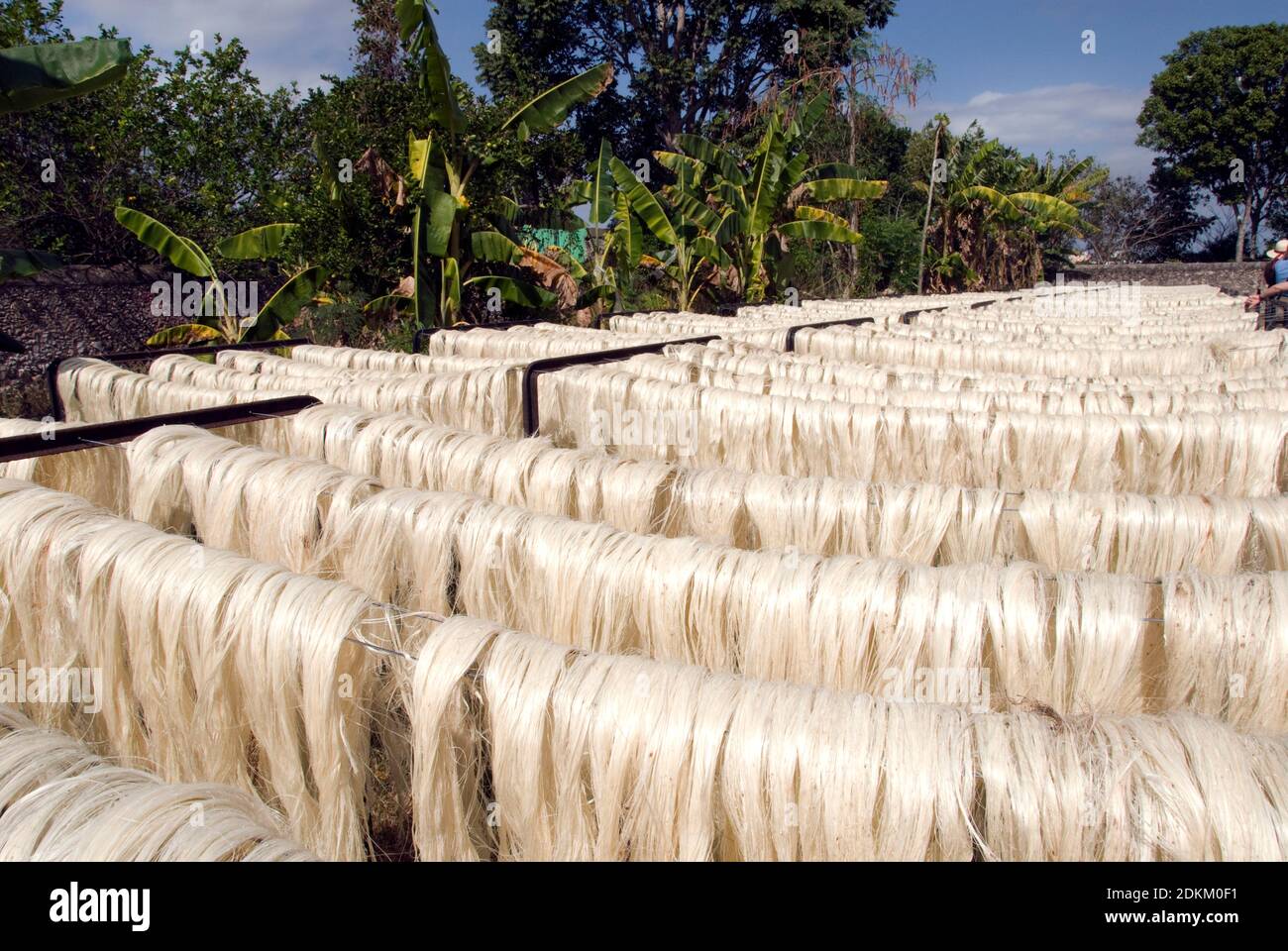 Agave fiber hires stock photography and images Alamy