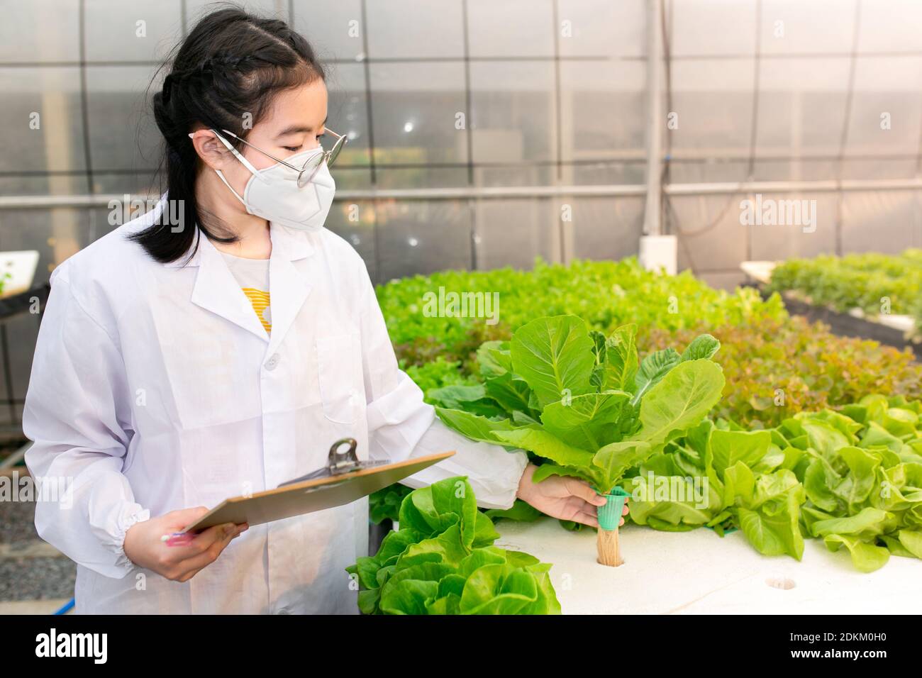 Scientist Or Worker Testing And Collect Data From Lettuce Organic Hydroponic. Stock Photo