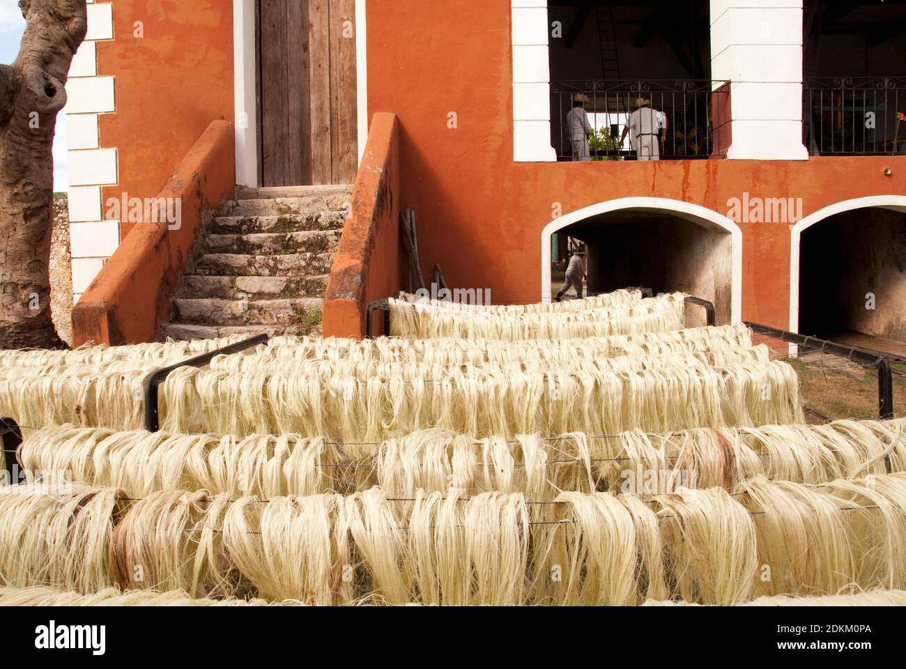 Workers process Henequen, an agave plant, into a fiber suitable for