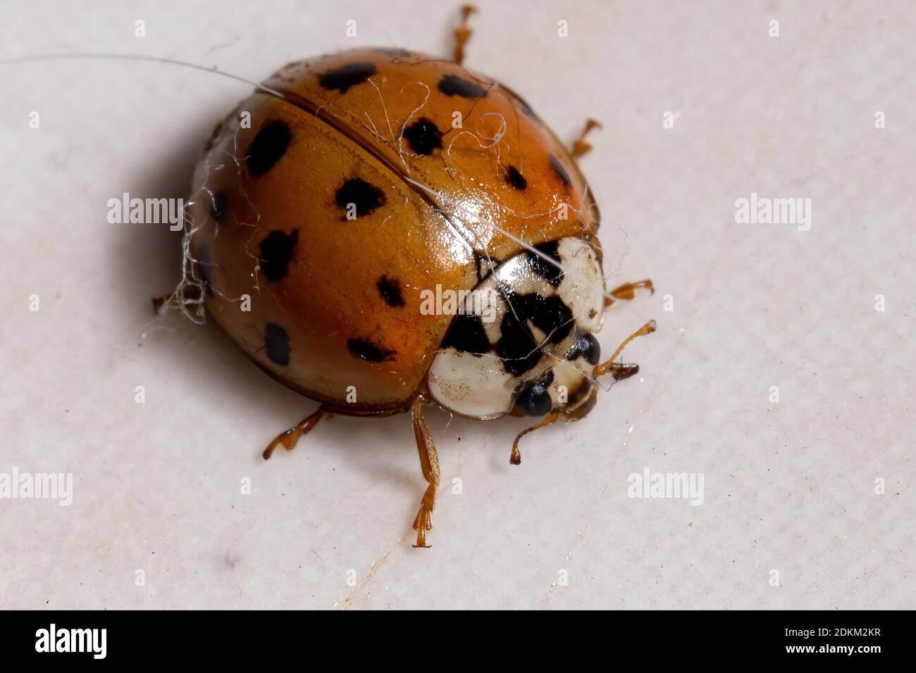 Asian Lady Beetle of the species Harmonia axyridis Stock Photo