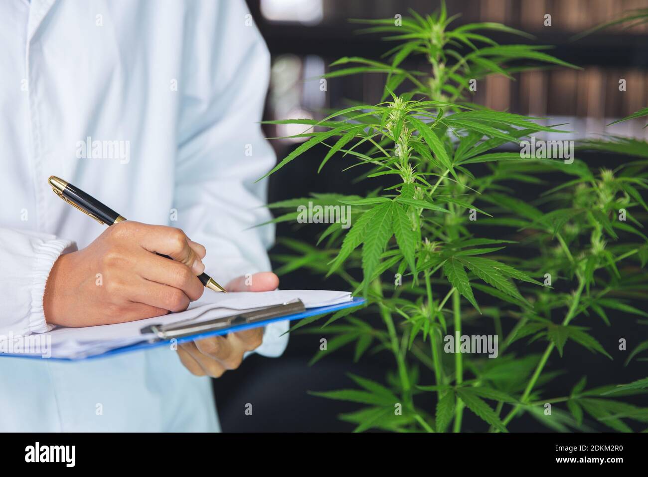 Midsection Of Man Standing By Plant Stock Photo