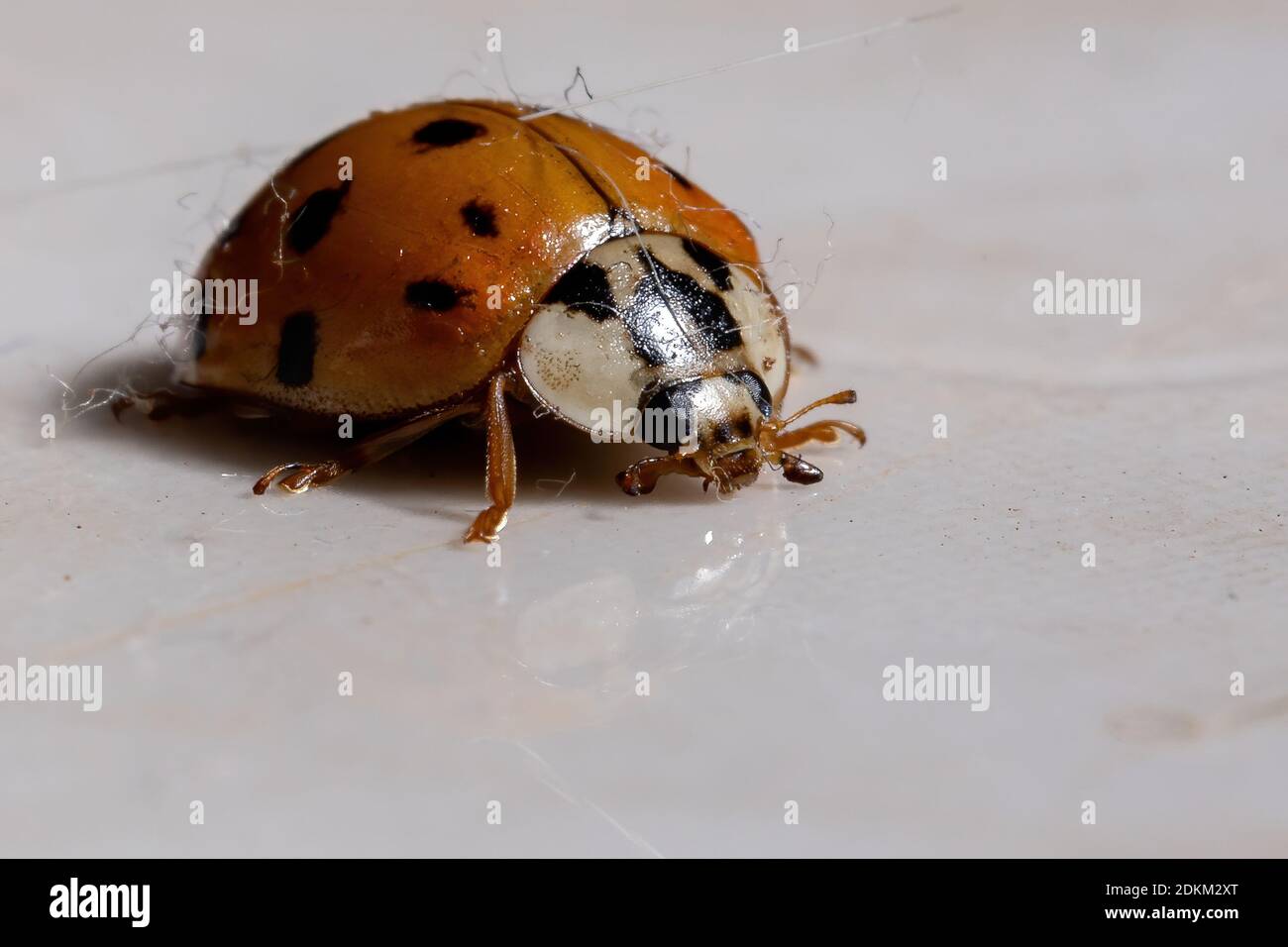 Asian Lady Beetle of the species Harmonia axyridis Stock Photo