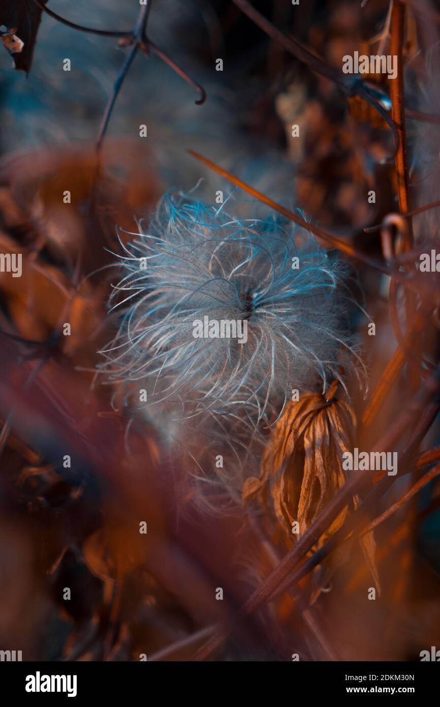 Clematis seed pod hi-res stock photography and images - Alamy