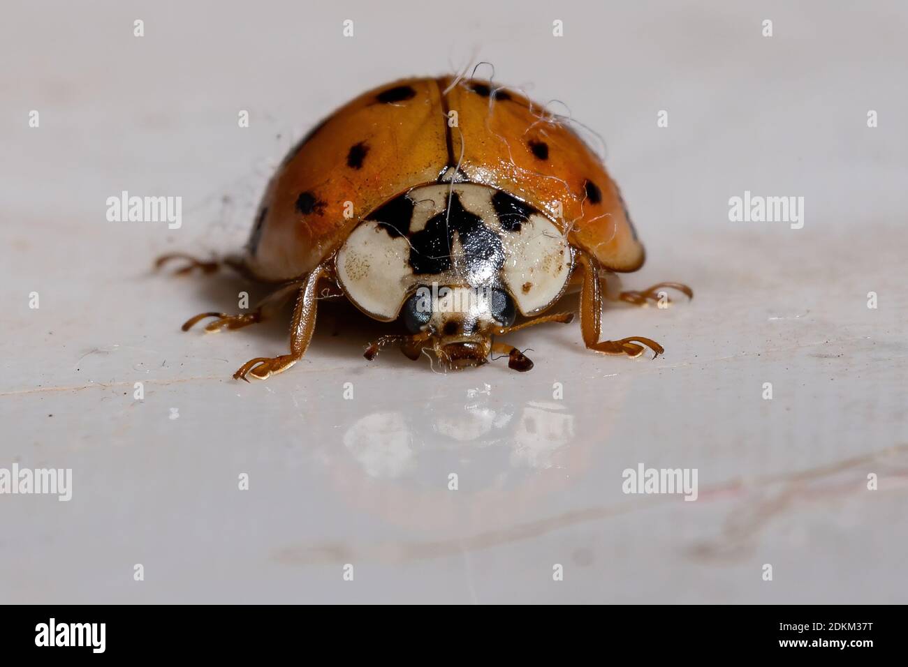 Asian Lady Beetle of the species Harmonia axyridis Stock Photo