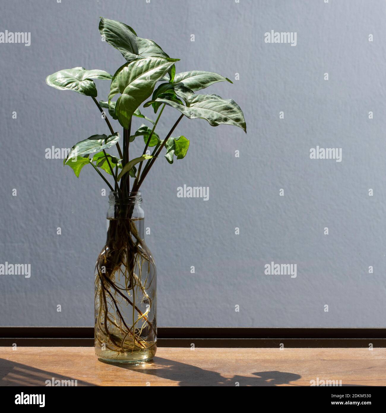 Plant living in water Stock Photo Alamy