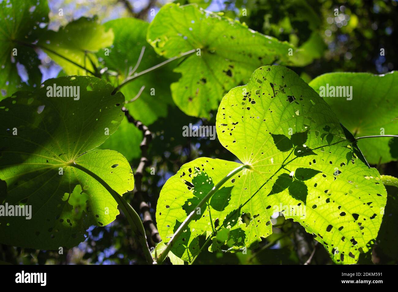 Leaves and sunlight from Monteverde, Costa Rica. Stock Photo