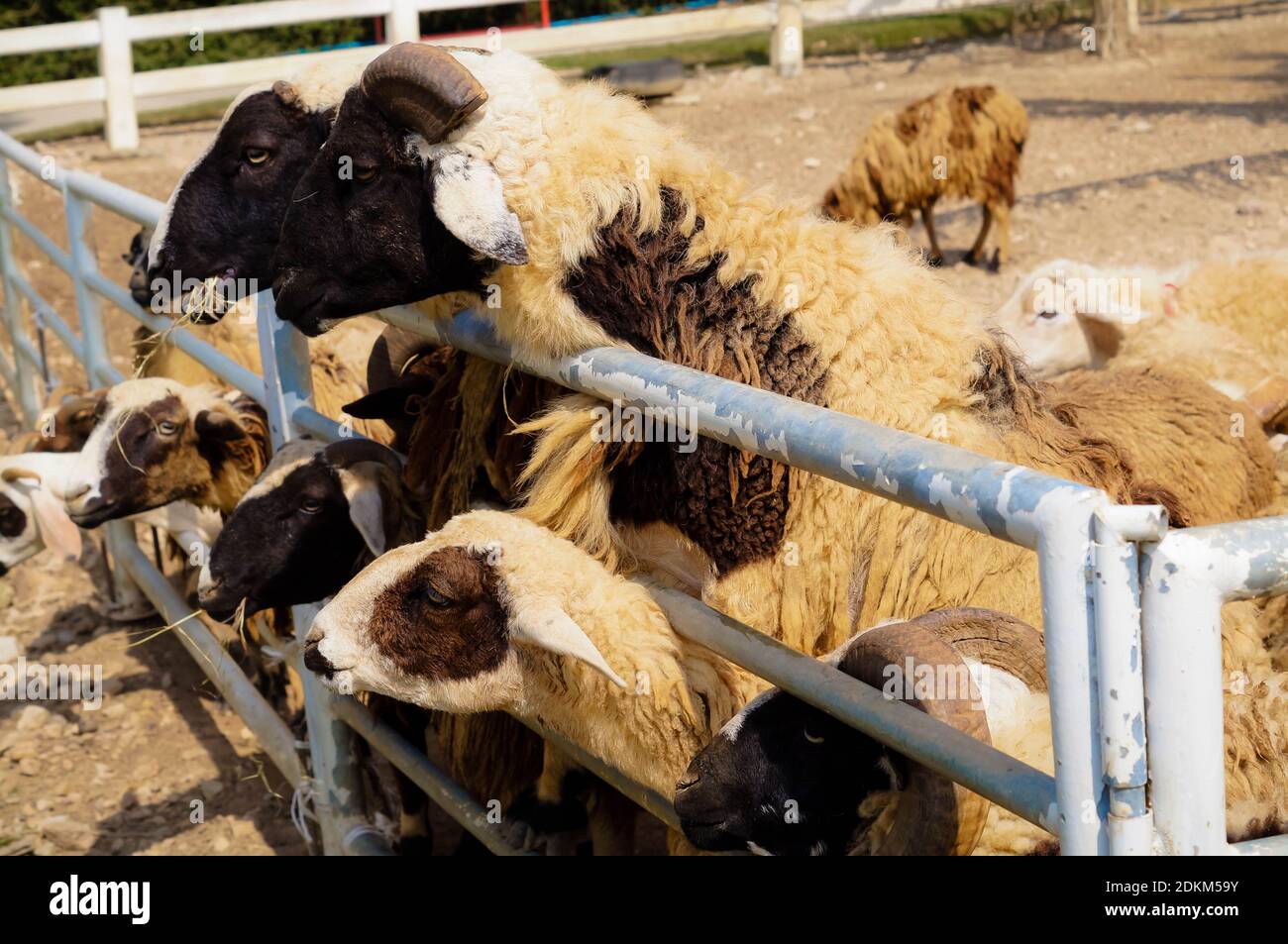 Sheep in a pen hires stock photography and images Alamy