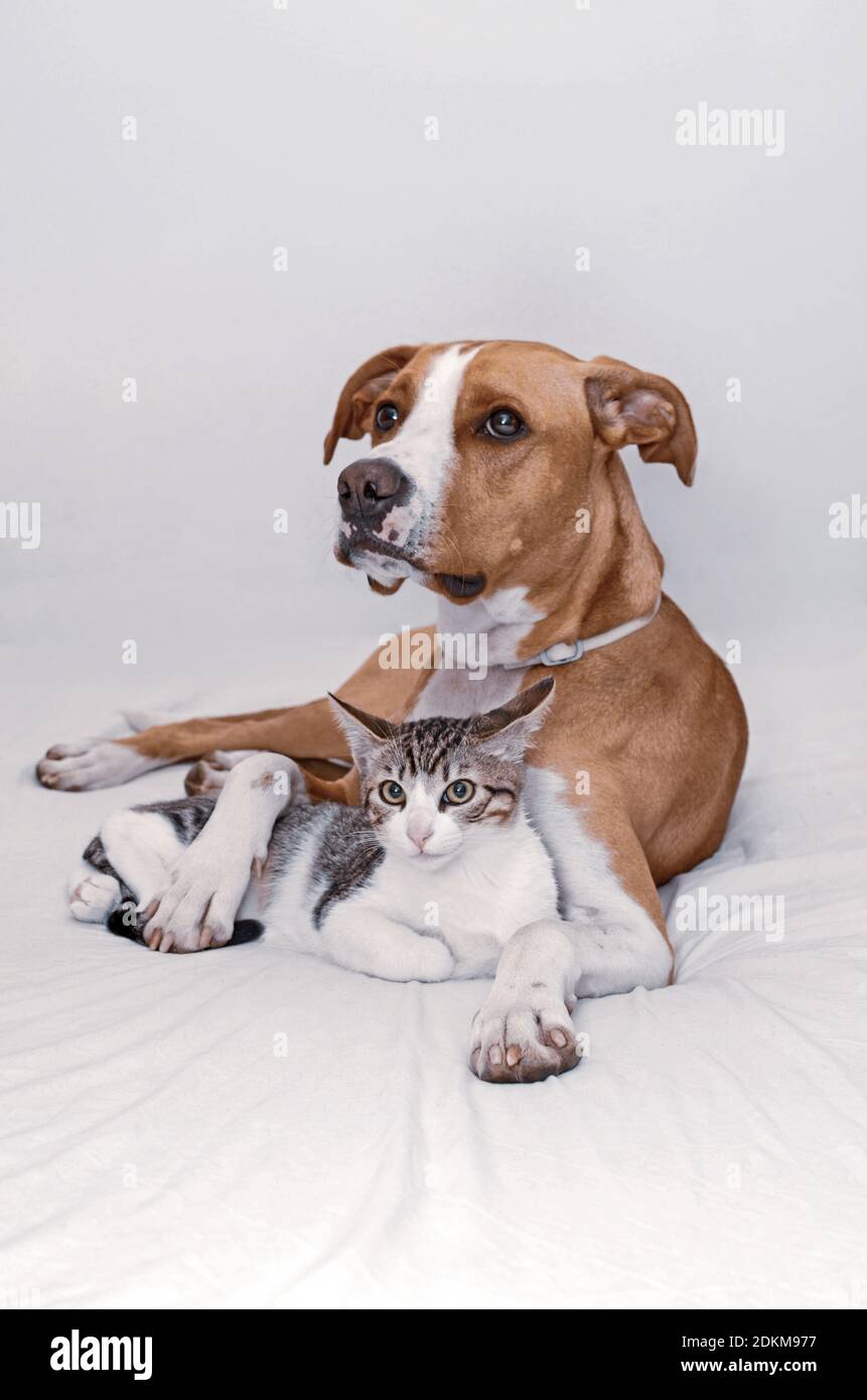 Image showcasing Dog and Kitten interact at home Stock Photo - Alamy