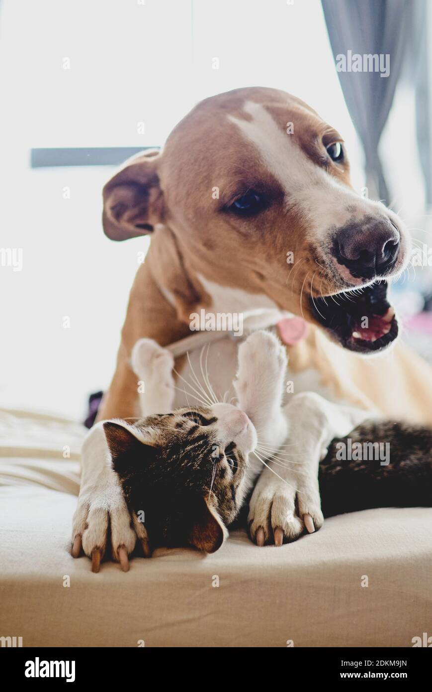 Image showcasing Dog and Kitten interact at home Stock Photo - Alamy