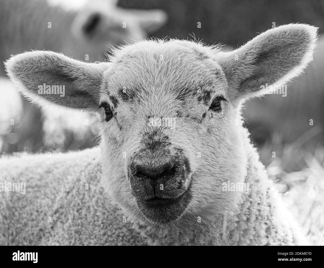 One lamb outdoors Black and White Stock Photos & Images Alamy