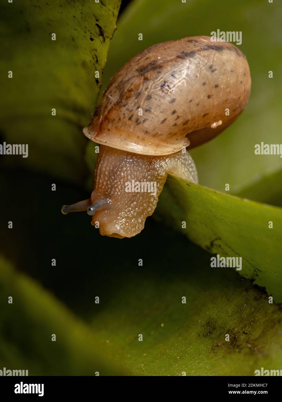 Asian tramp snail hires stock photography and images Alamy