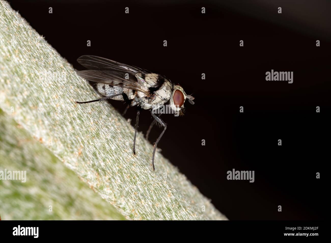 Root-maggot Fly of the species Anthomyia illocata Stock Photo
