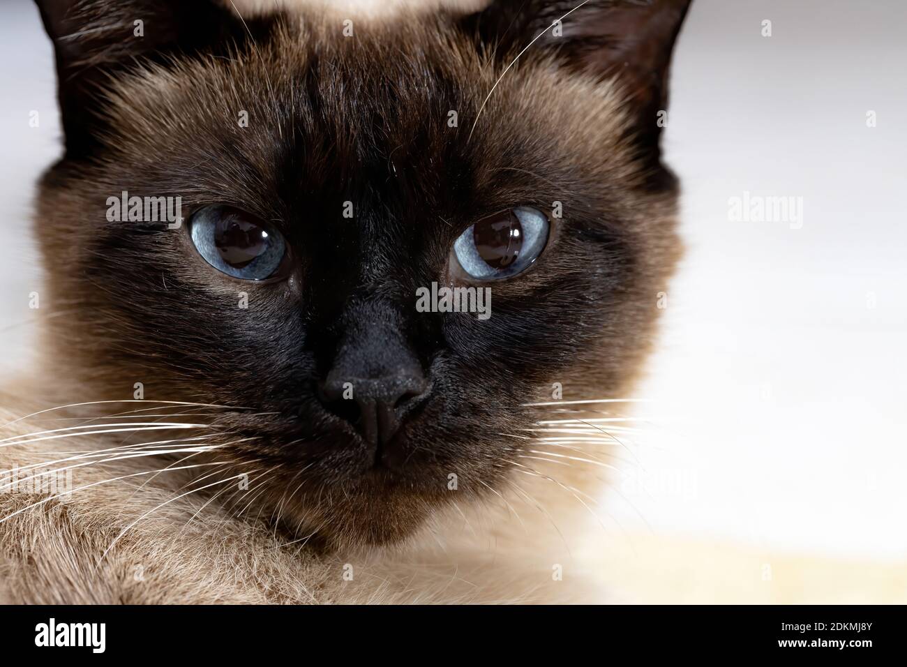 Siamese cat with pink nose hi-res stock photography and images - Alamy