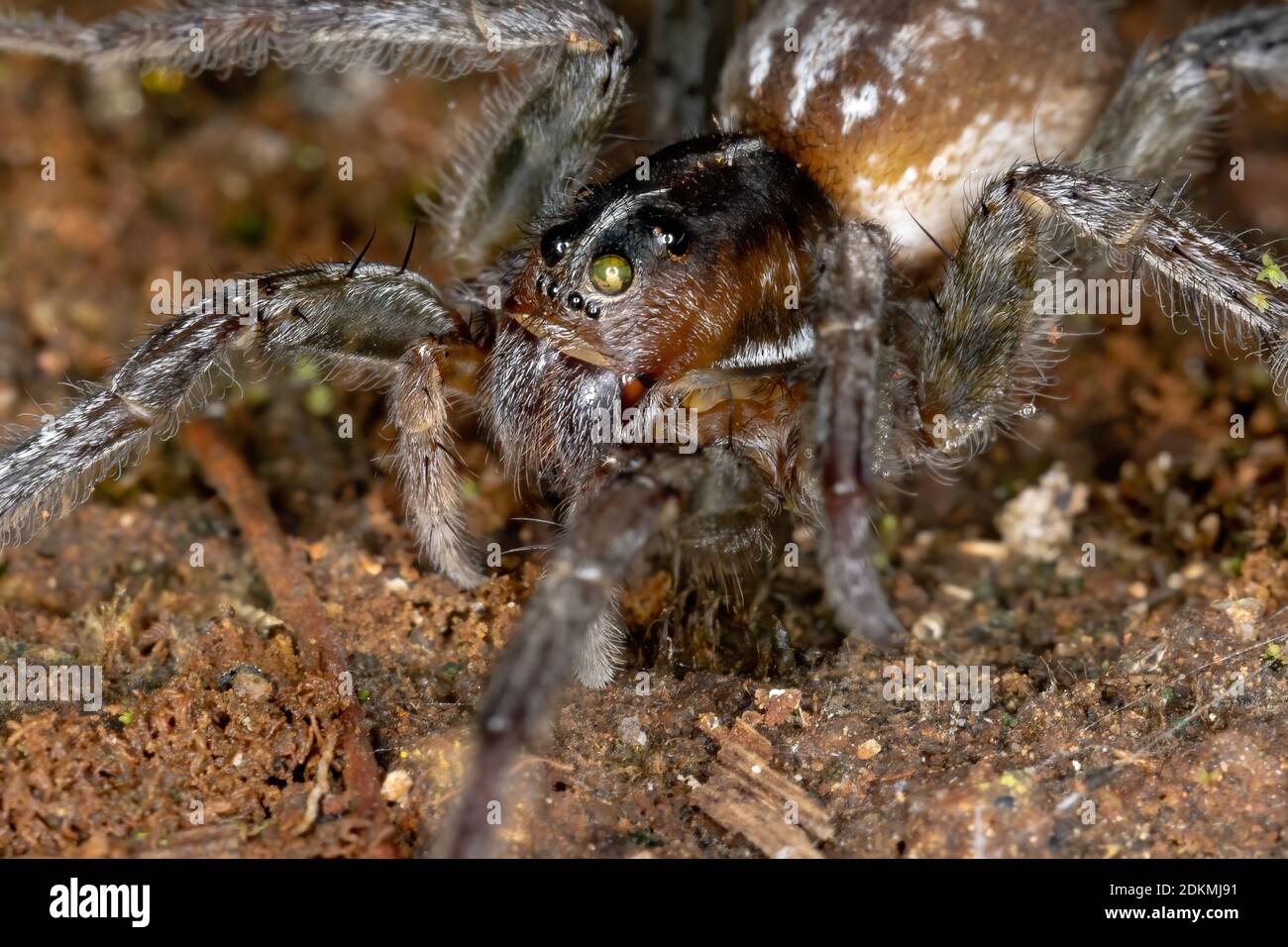 Wolf Spider of the species Allocosa paraguayensis Stock Photo - Alamy