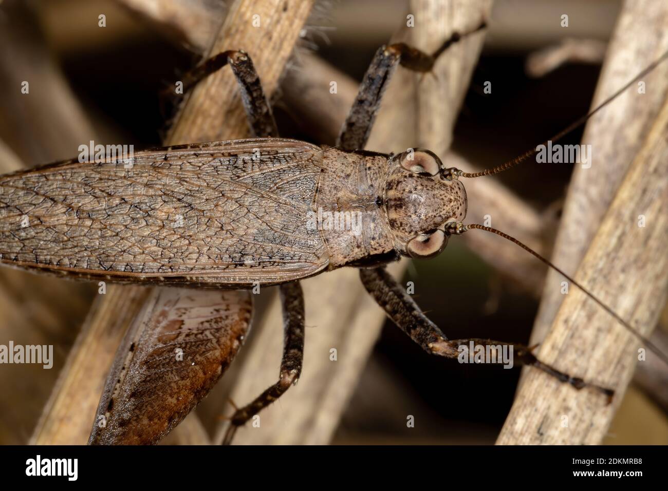 True Cricket of the Genus Eneoptera Stock Photo