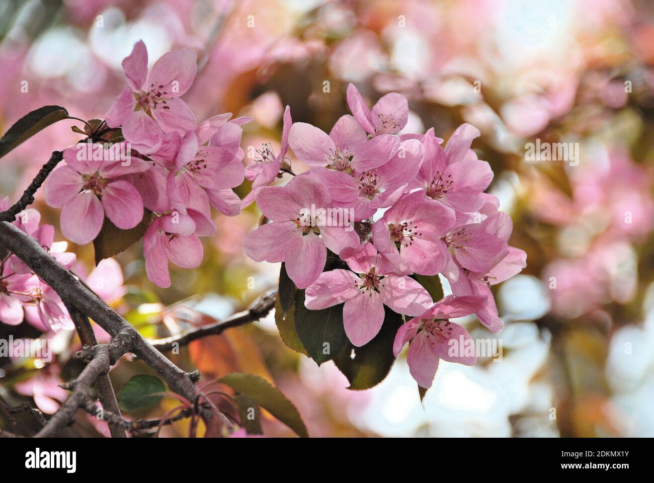 A close up photo of pink blossoms on a flowering tree in spring, in