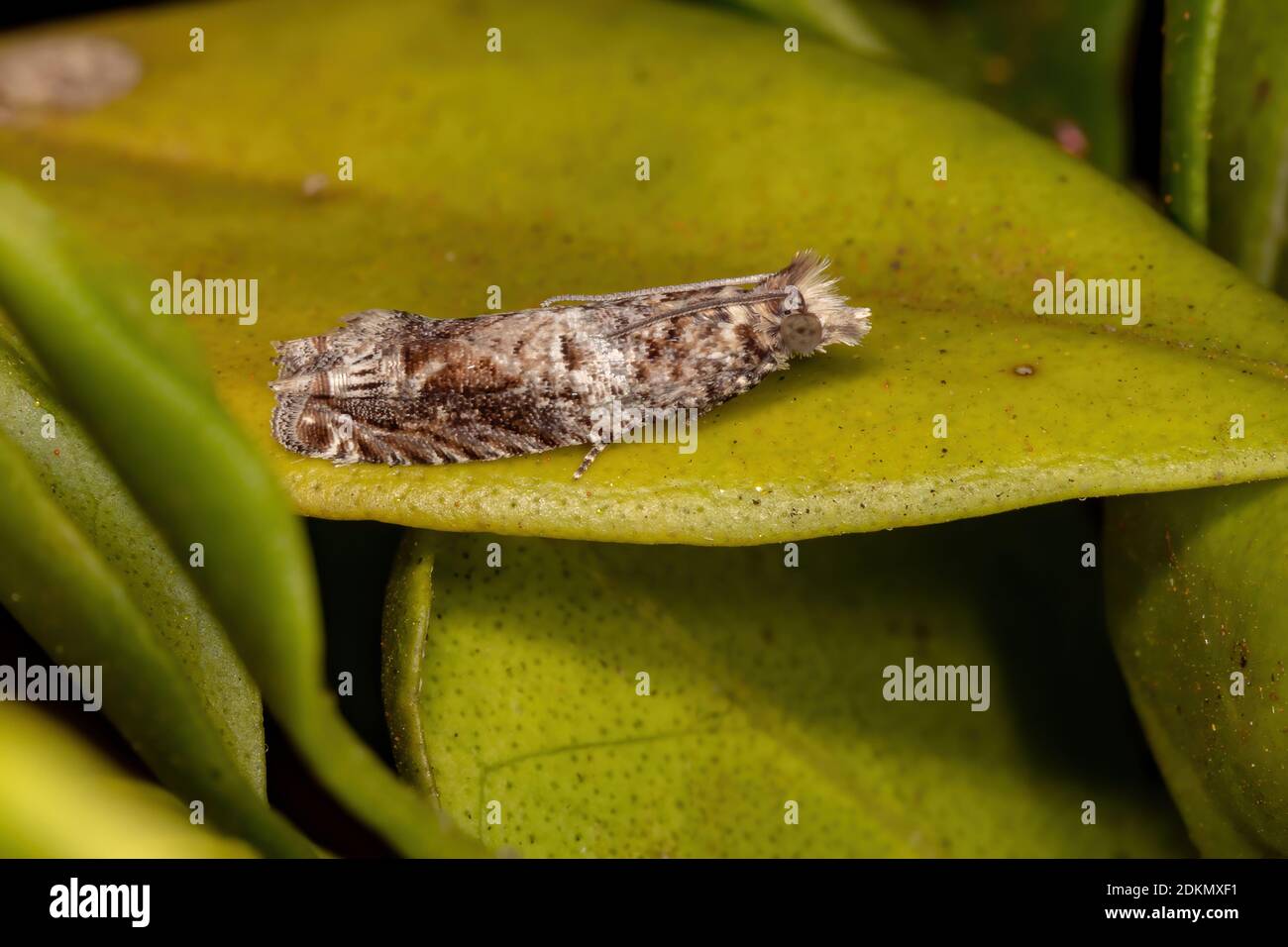 Olethreutine Leafroller Moth of the Tribe Eucosmini Stock Photo