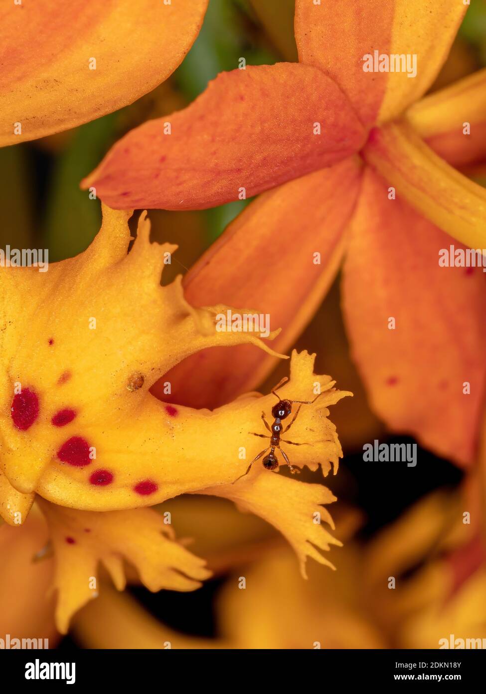 Yellow orchid flower of the genus Epidendrum Stock Photo