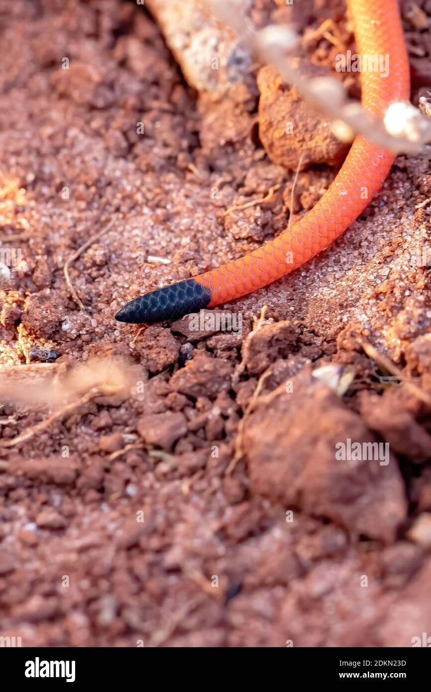 Reinhardt's Burrowing Snake of the species Apostolepis assimilis Stock Photo