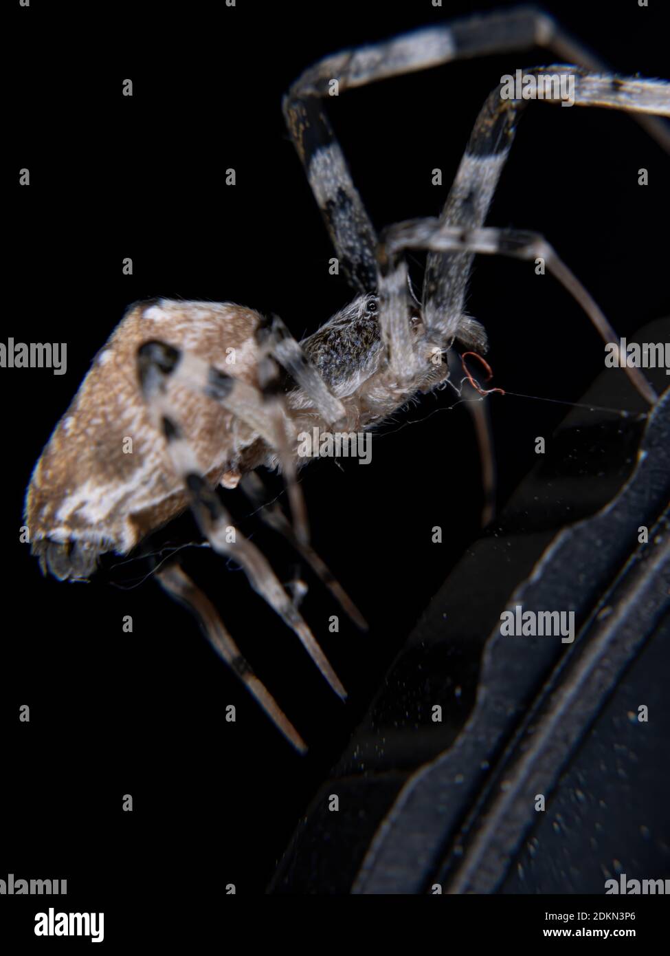 Ninjastar Ceiling Spider of the species Zosis geniculata Stock Photo