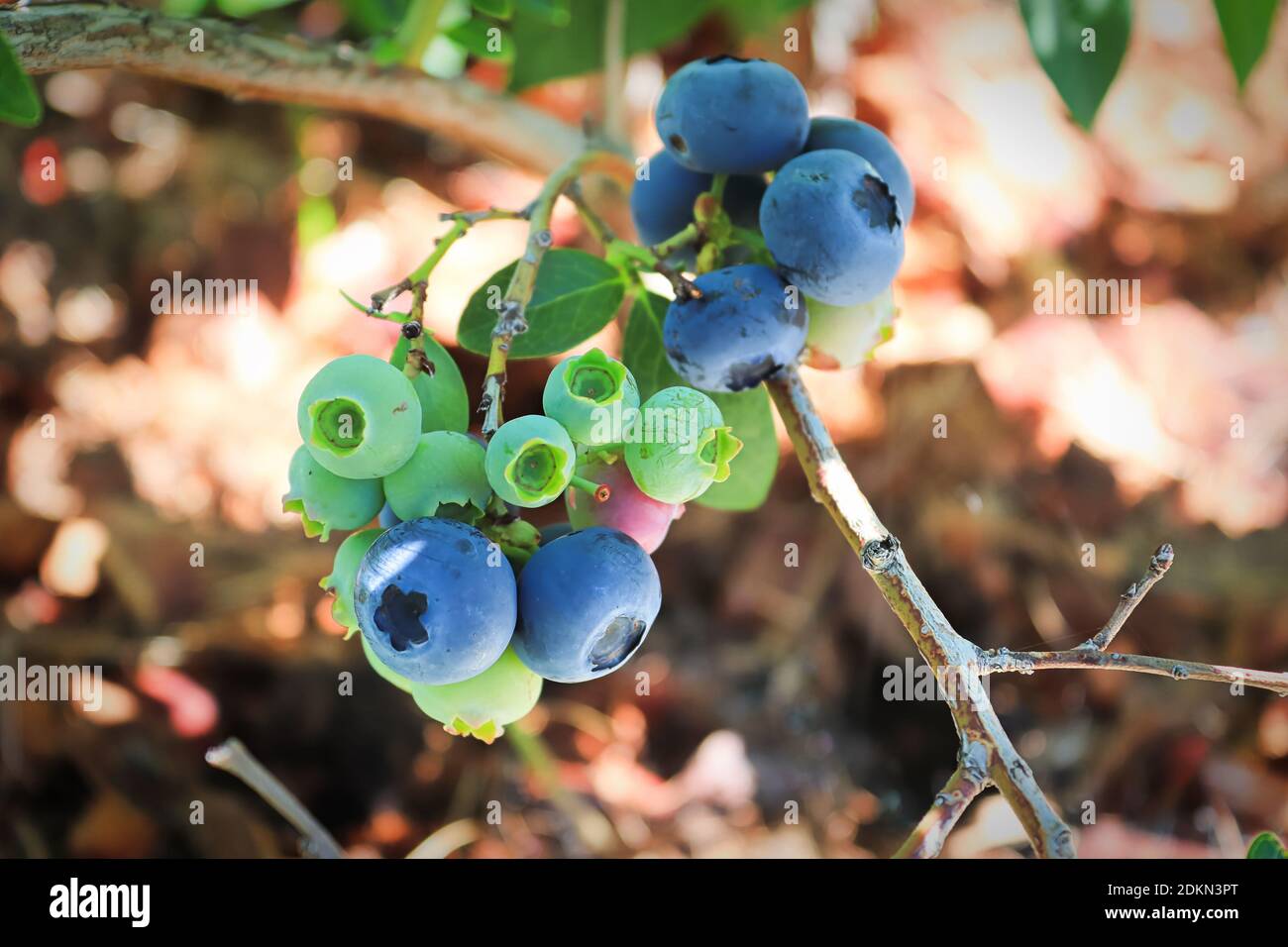 Blueberry Stage Ripe Stages of maturity hi-res stock photography and images - Alamy