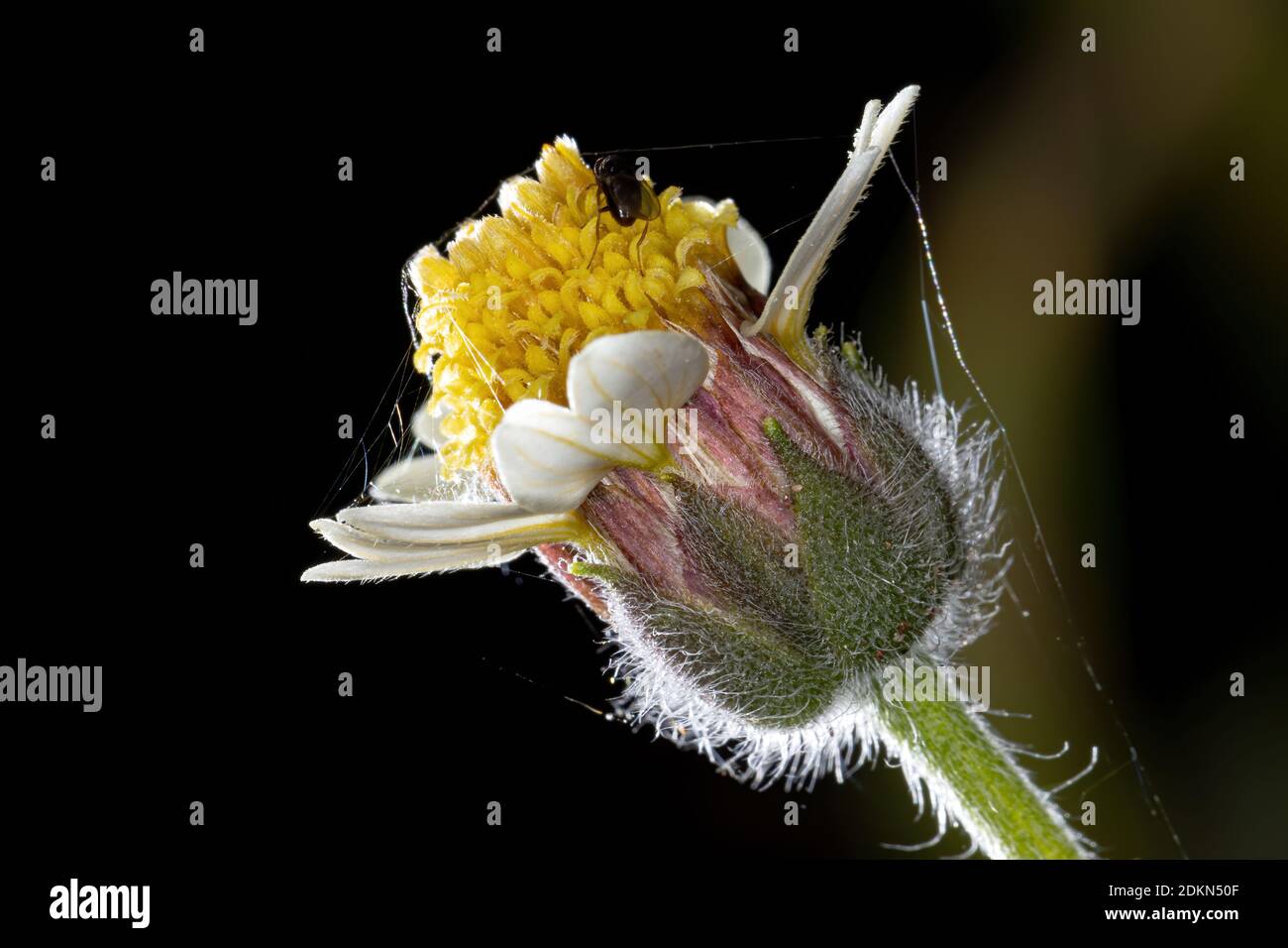 Flower of the plant Tridax procumbens Stock Photo
