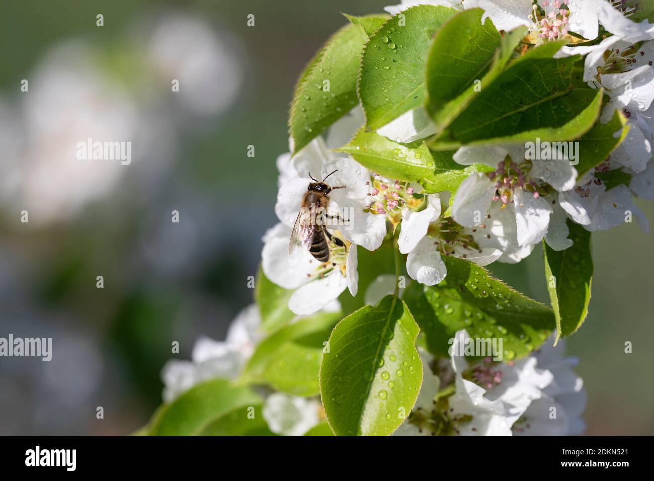 Busy honey bee collects pollen from white apple blossoms with dew drops in early morning Stock Photo