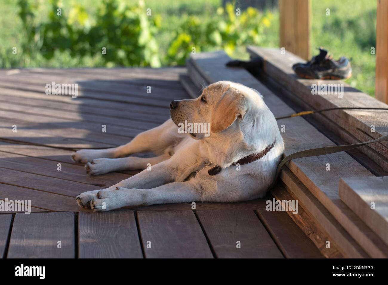 bored Labrador Retriever puppy lies on wooden floor in open air. Tired dog resting after long day. Stock Photo