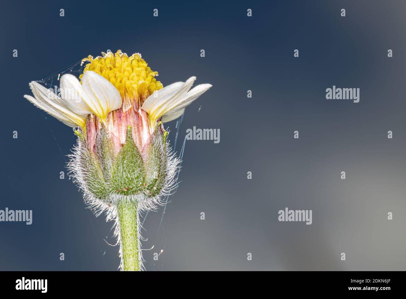 Flower of the plant Tridax procumbens Stock Photo