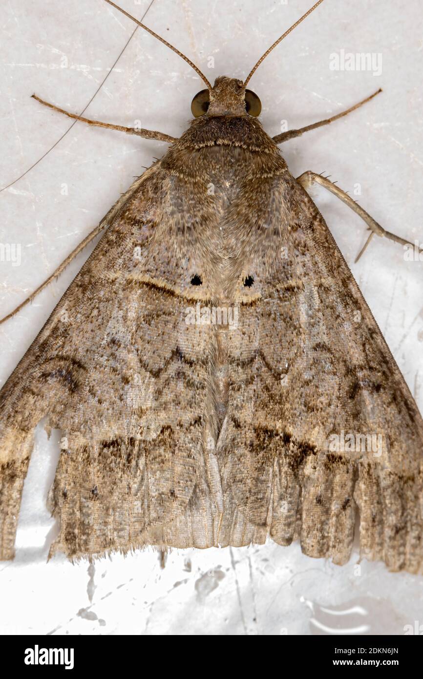 Underwing moth of the Genus Mocis Stock Photo