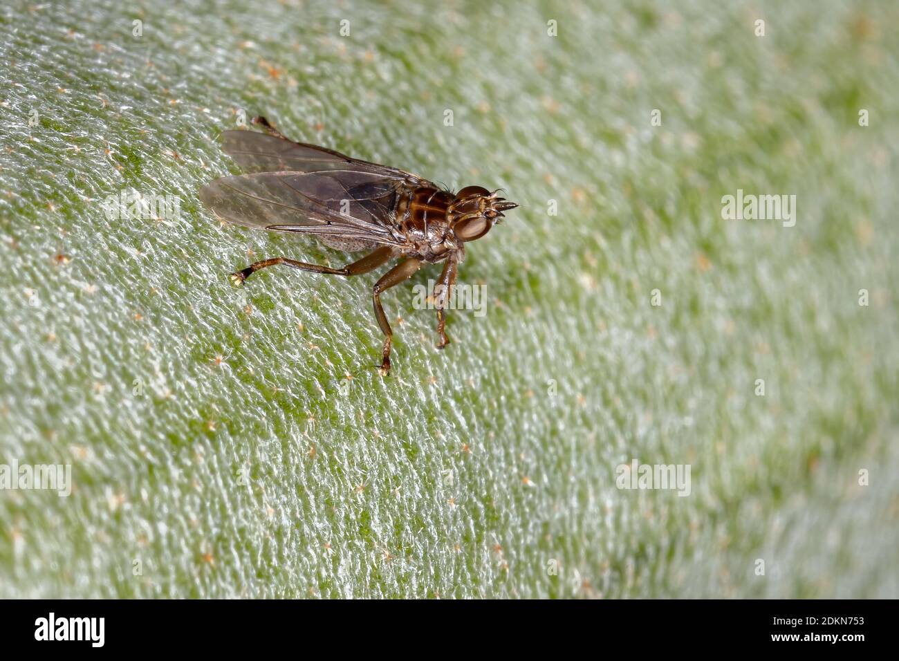 Louse Fly of the Family Hippoboscidae Stock Photo