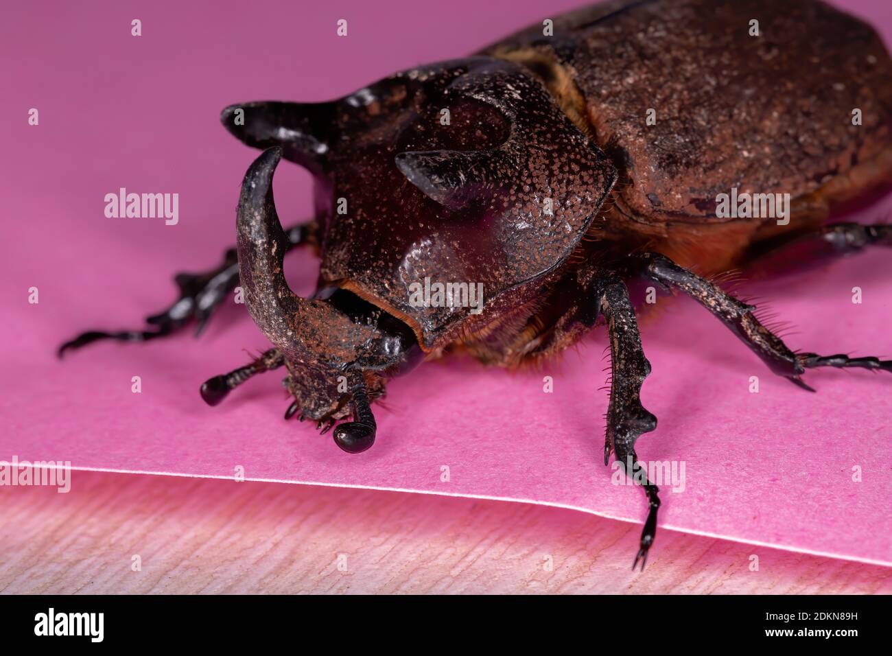 Brazilian Rhinoceros Beetle of the species Coelosis bicornis Stock